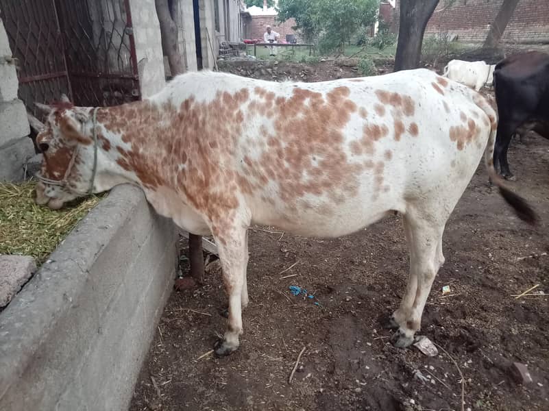 دیسی اور ولایتی مکس پہلان وچھڑی برائے فروخت، 8 ماہ کی گابھن 2