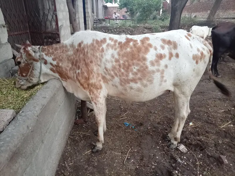 دیسی اور ولایتی مکس پہلان وچھڑی برائے فروخت، 8 ماہ کی گابھن — photo 3