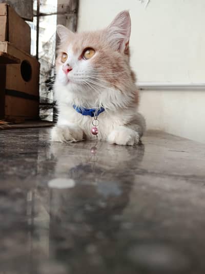 Young Male Persian Cat