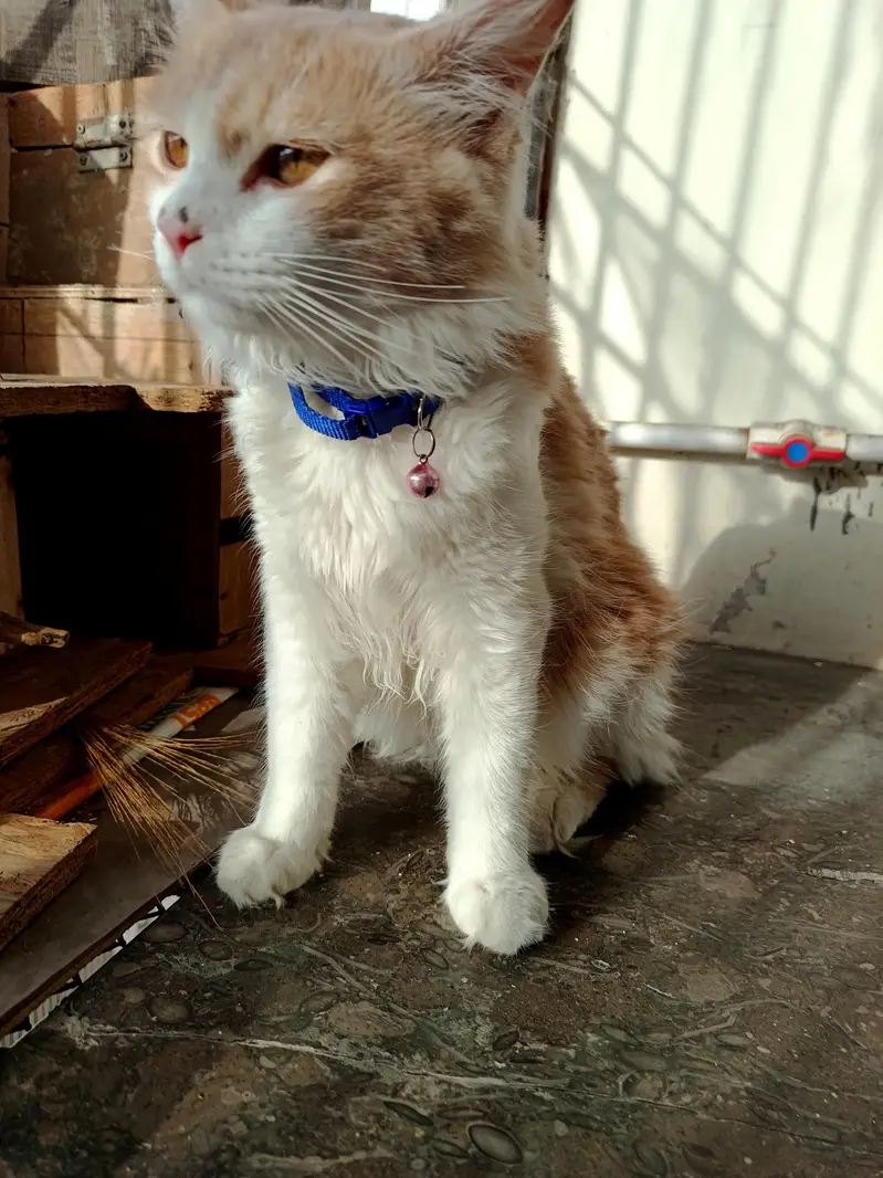 Young Male Persian Cat — photo 2