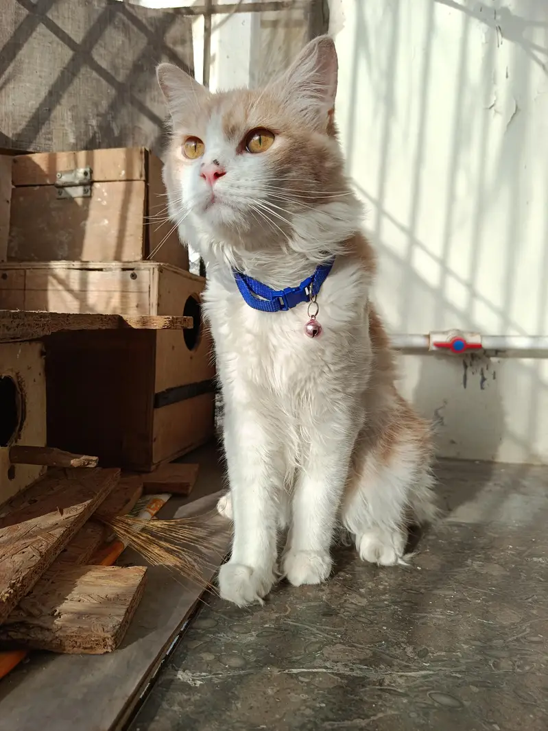 Young Male Persian Cat — photo 3