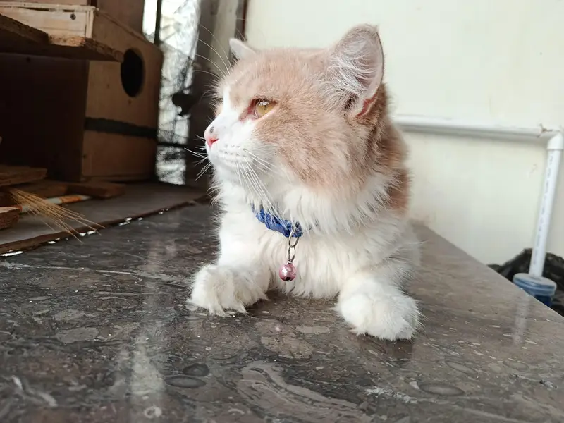 Young Male Persian Cat — photo 4