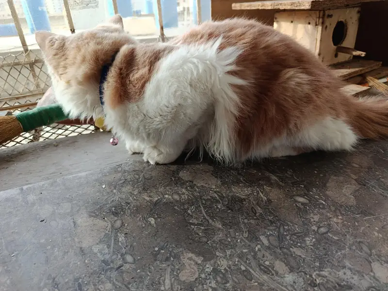 Young Male Persian Cat — photo 5