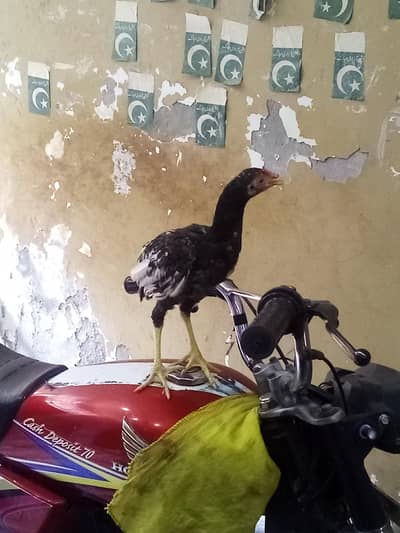 asell female sell