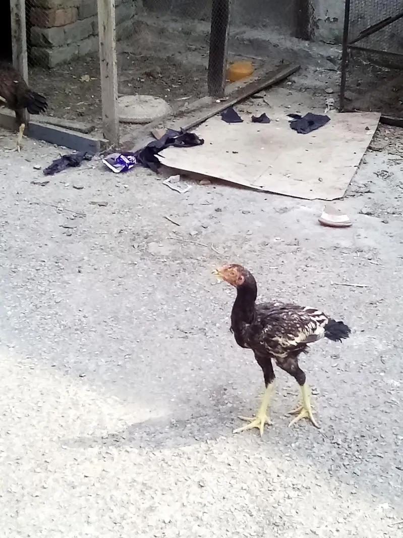 asell female sell — photo 2
