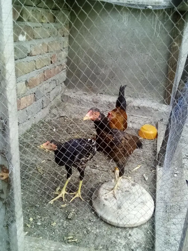 asell female sell — photo 4