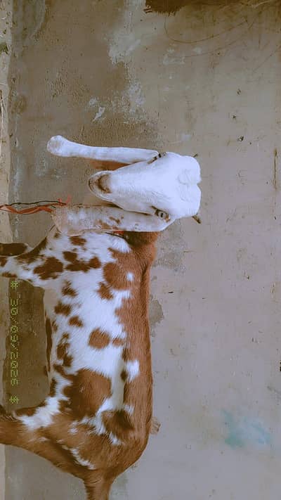 kamori gulabi cross Maka chini for sale