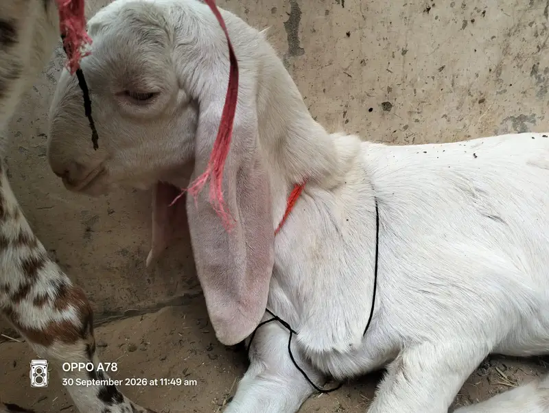 kamori gulabi cross Maka chini for sale — photo 3