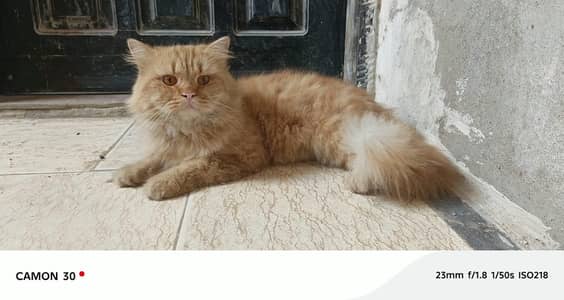 Pure Persian Triple Coat Stud Male