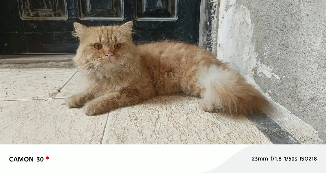 Pure Persian pair For sale — photo 2