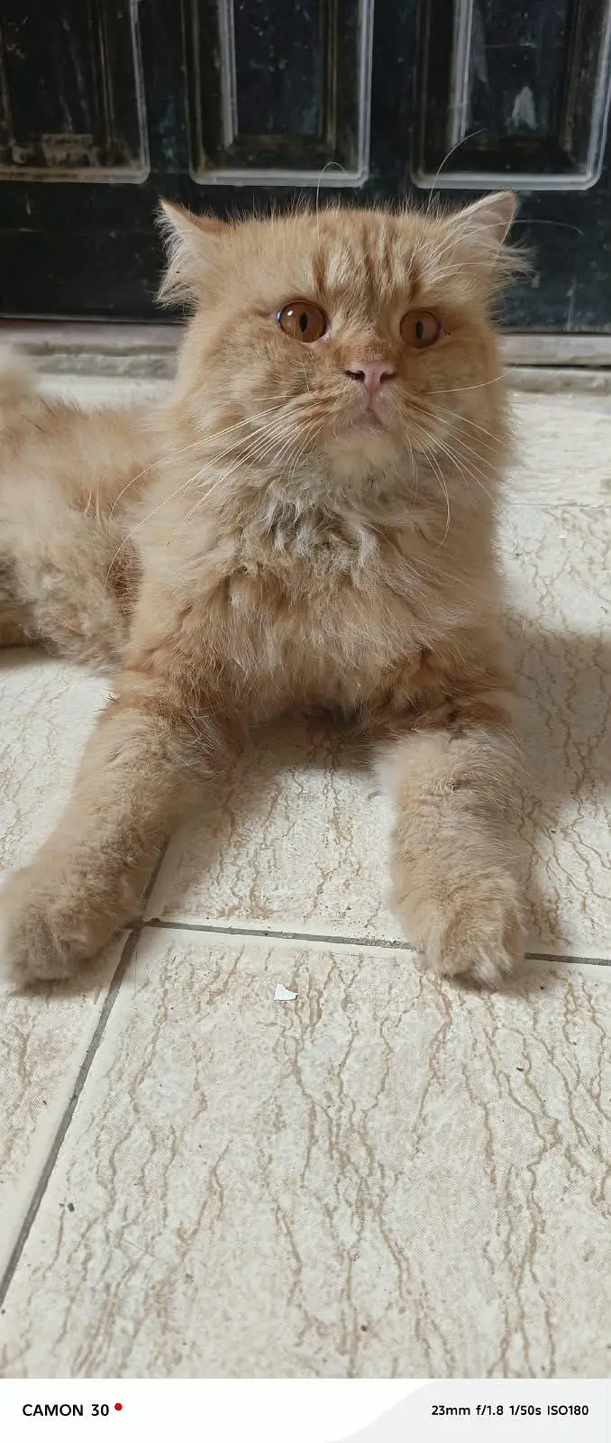 Pure Persian pair For sale — photo 3