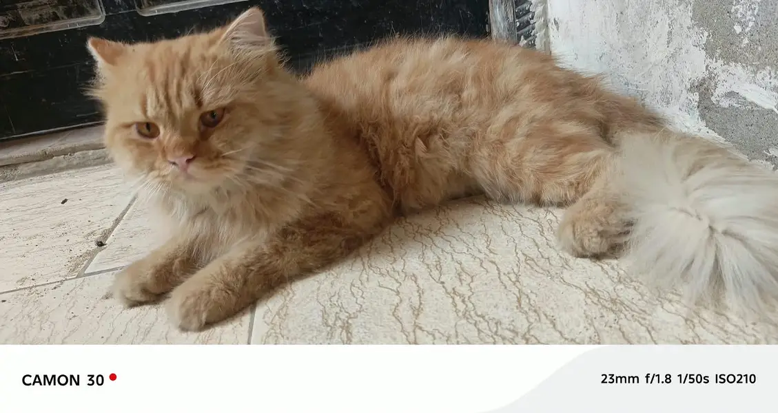 Pure Persian pair For sale — photo 5