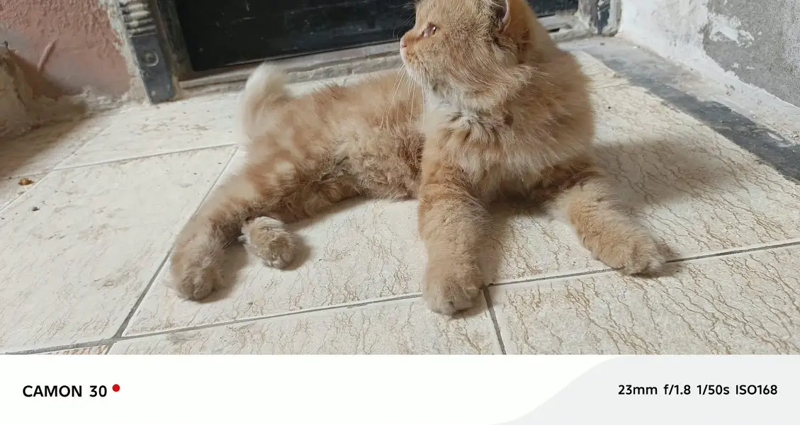Pure Persian pair For sale — photo 6