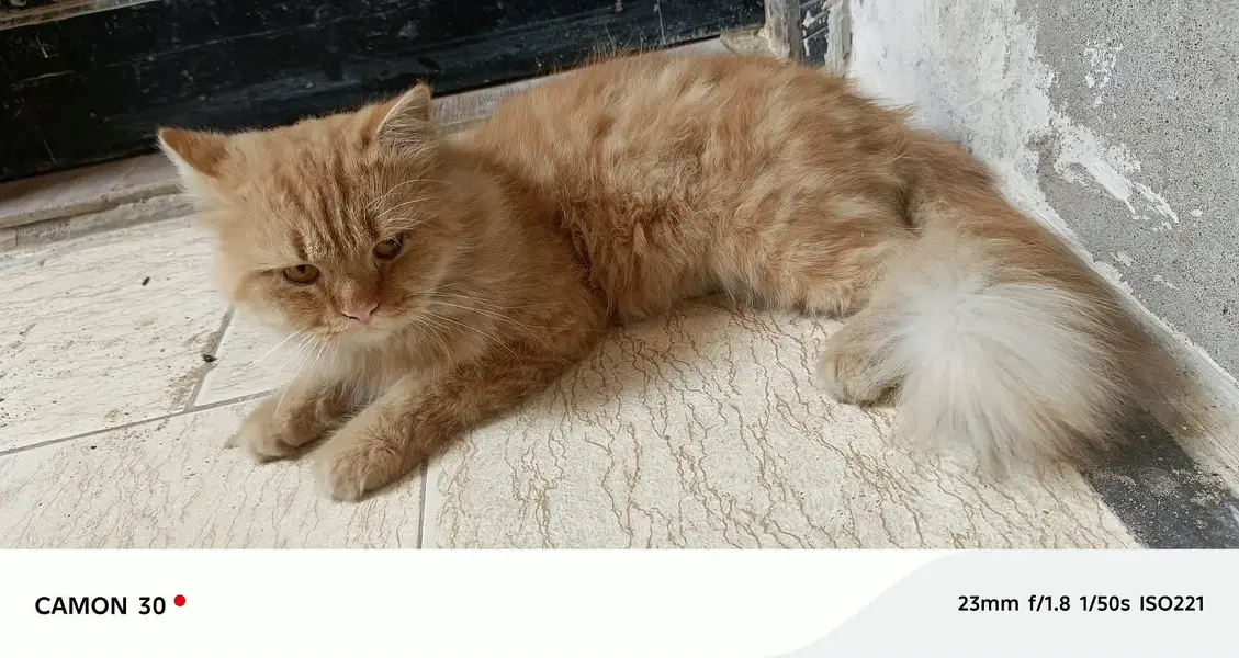 Pure Persian pair For sale — photo 7