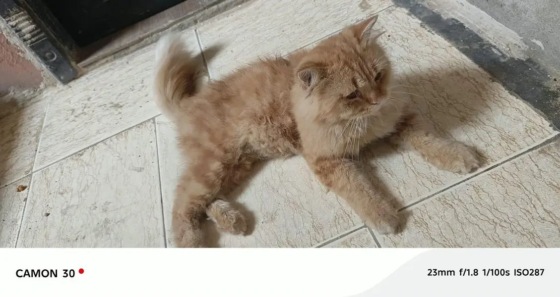 Pure Persian pair For sale — photo 9