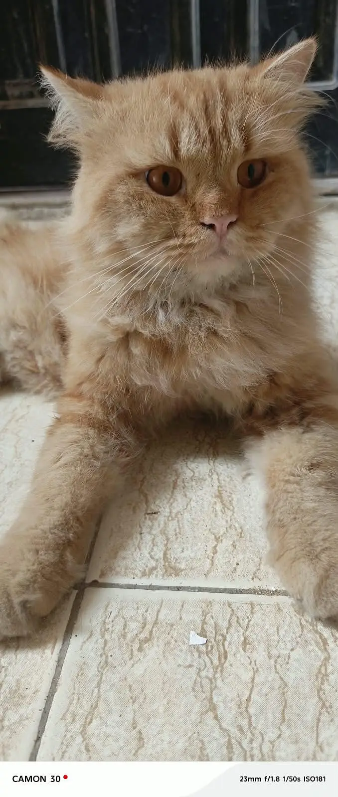 Pure Persian pair For sale — photo 10