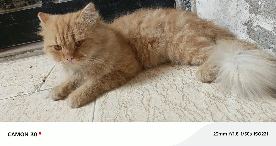 Pure Persian pair For sale — photo 11