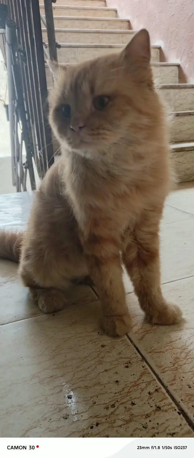 Pure Persian pair For sale — photo 12
