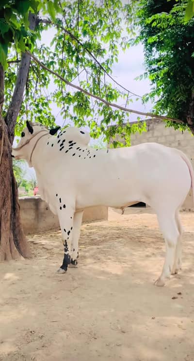 Bull for sale