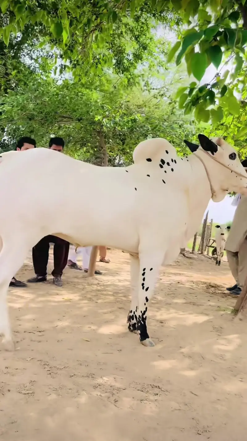 Bull for sale — photo 2