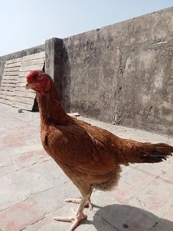Aseel murga pair — photo 9