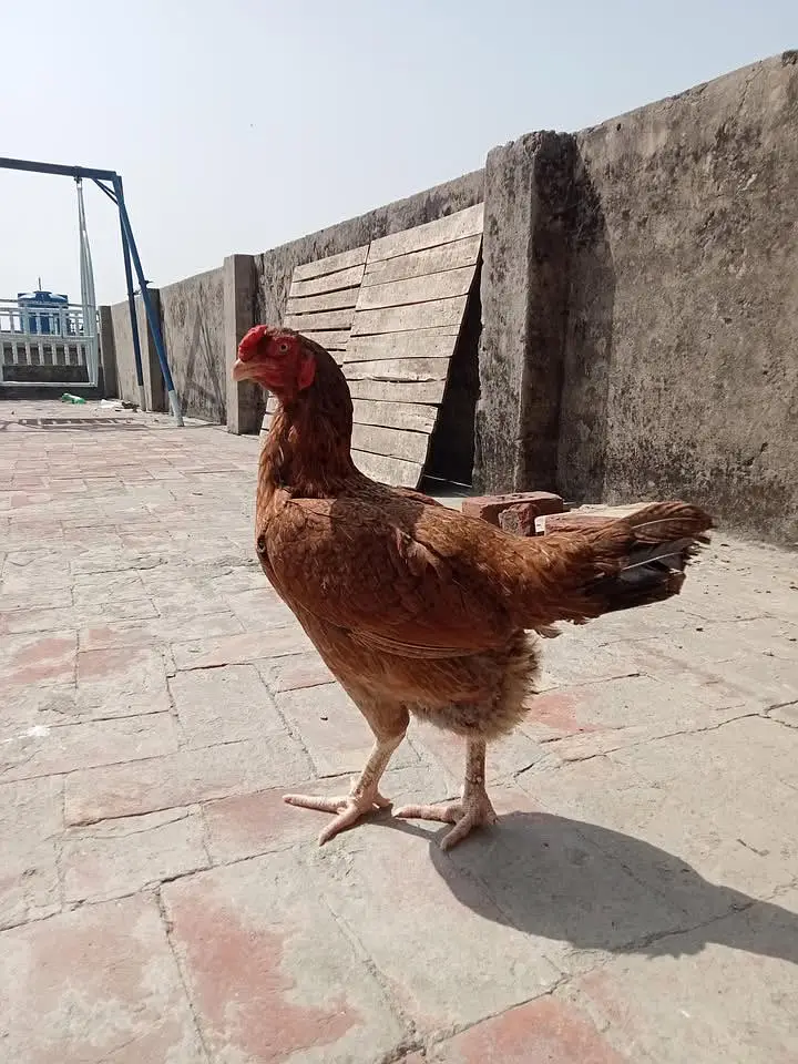 Aseel murga pair — photo 11