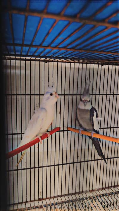 Cocktail breeder pair Love breeder pair budgie breeder pair Available
