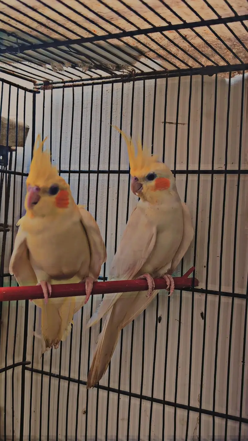 Cocktail breeder pair Love breeder pair budgie breeder pair Available — photo 2