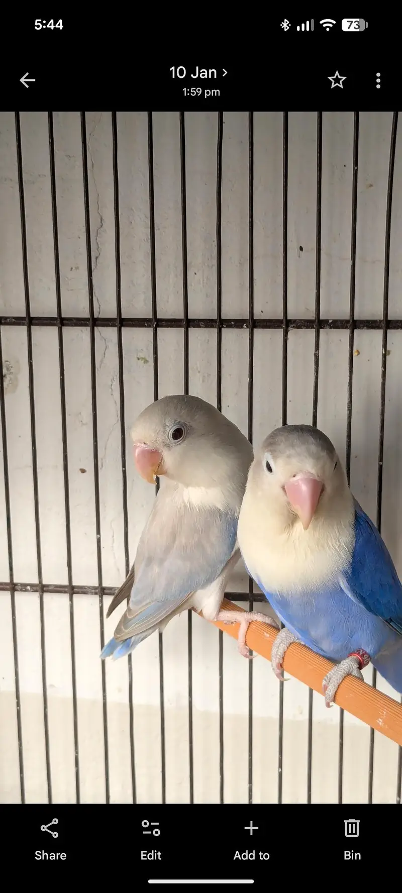 Cocktail breeder pair Love breeder pair budgie breeder pair Available — photo 3