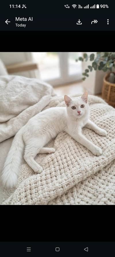 white Persian Female1 year Sadqabad