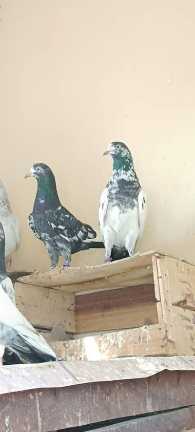 Qasoori jora for sale. contact whatsapp