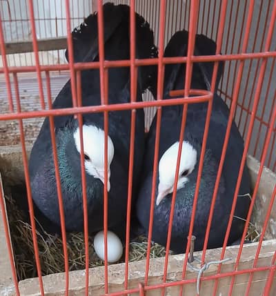 Black Mukhi Breeder Pair