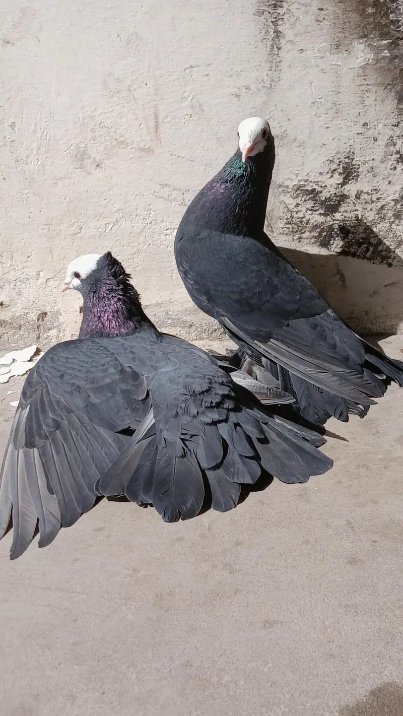 Black Mukhi Breeder Pair — photo 2
