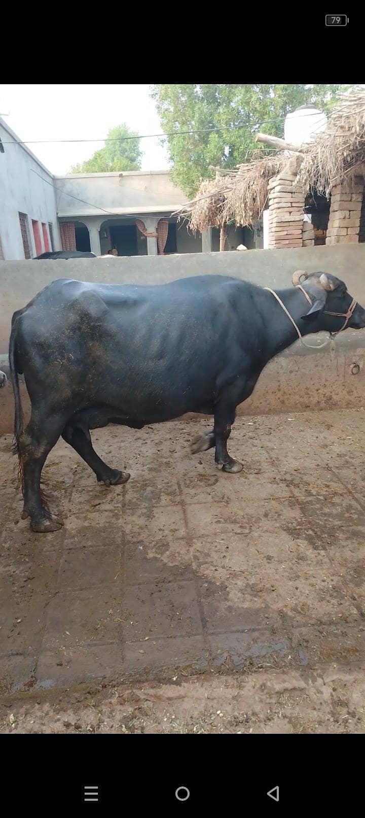 گبھن بھینس تیار 2