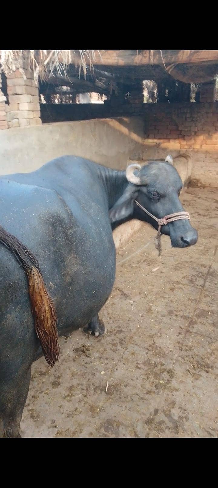 گبھن بھینس تیار 4