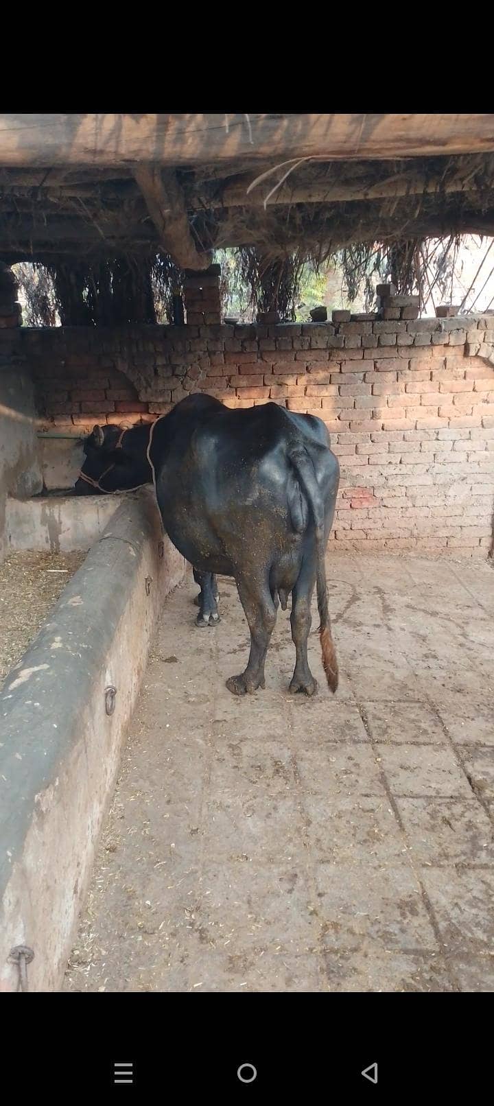 گبھن بھینس تیار 5