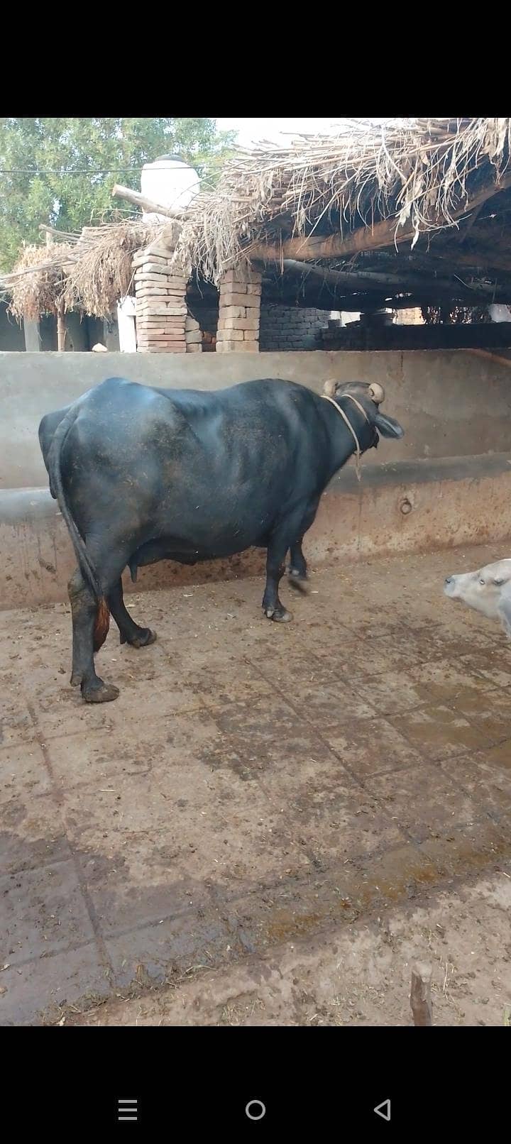 گبھن بھینس تیار 8