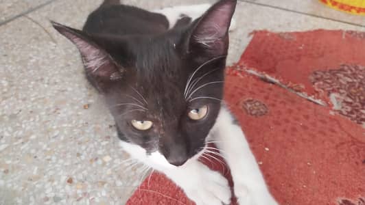 black & white billa