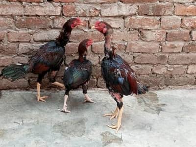 Aseel male and female