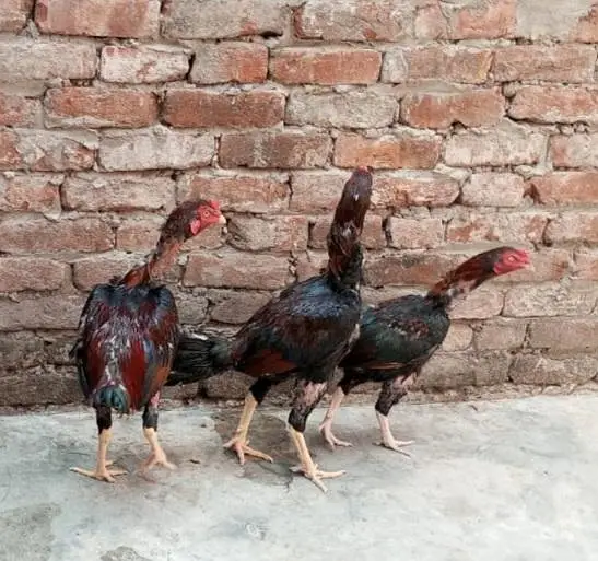 Aseel male and female — photo 2