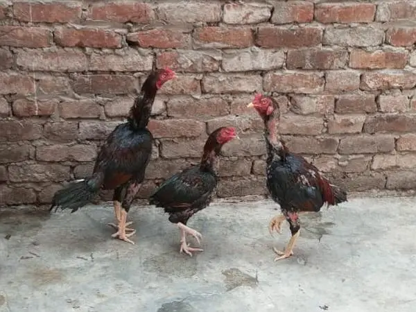 Aseel male and female — photo 3