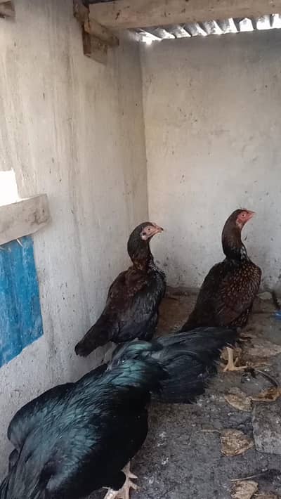 Two Pure Mushki Aseel and One titri For Sale
