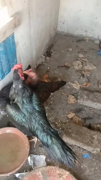 Two Pure Mushki Aseel and One titri For Sale