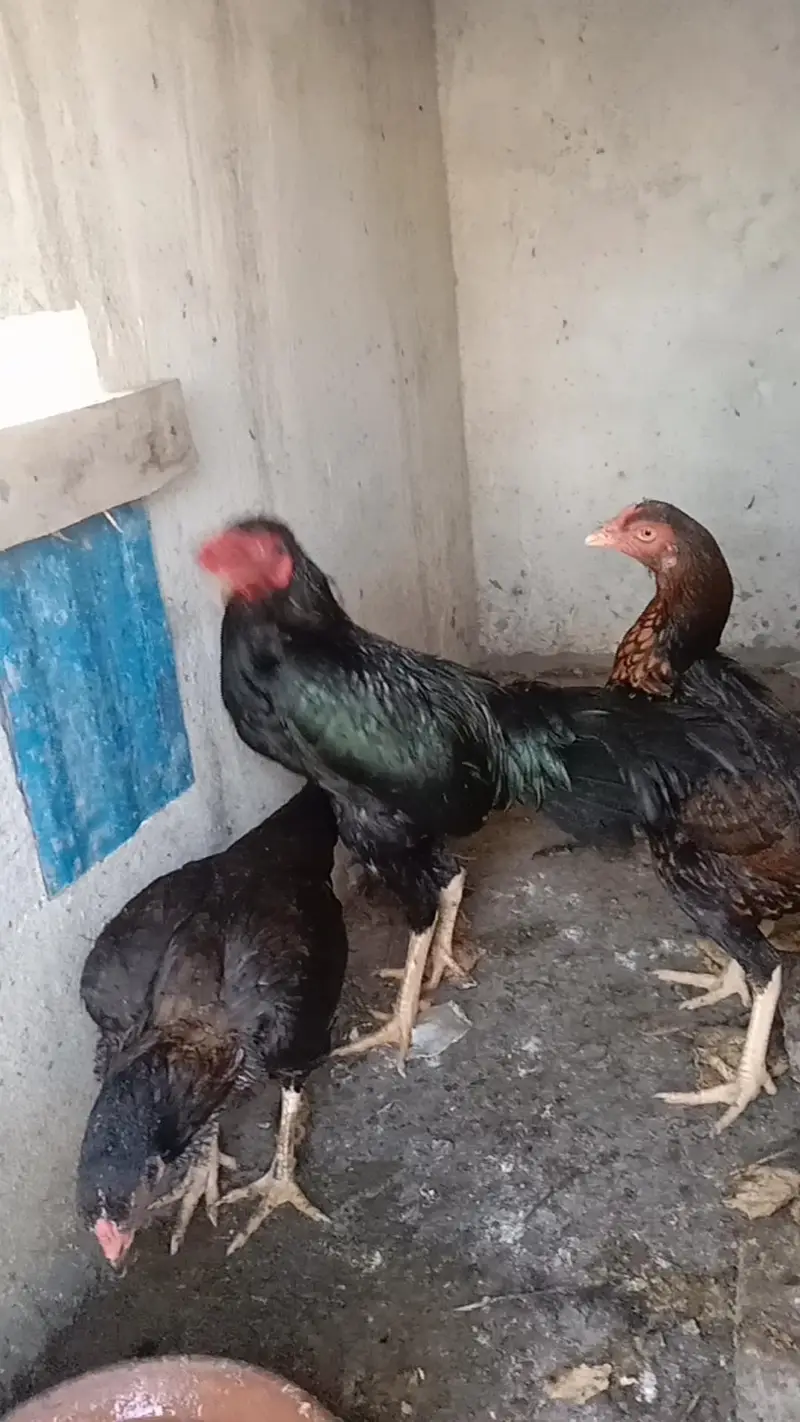 Two Pure Mushki Aseel and One titri For Sale — photo 4