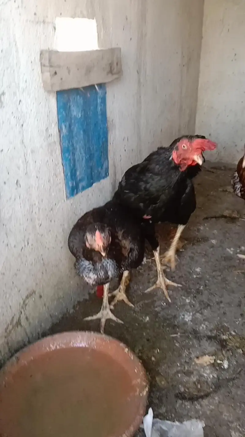 Two Pure Mushki Aseel and One titri For Sale — photo 6