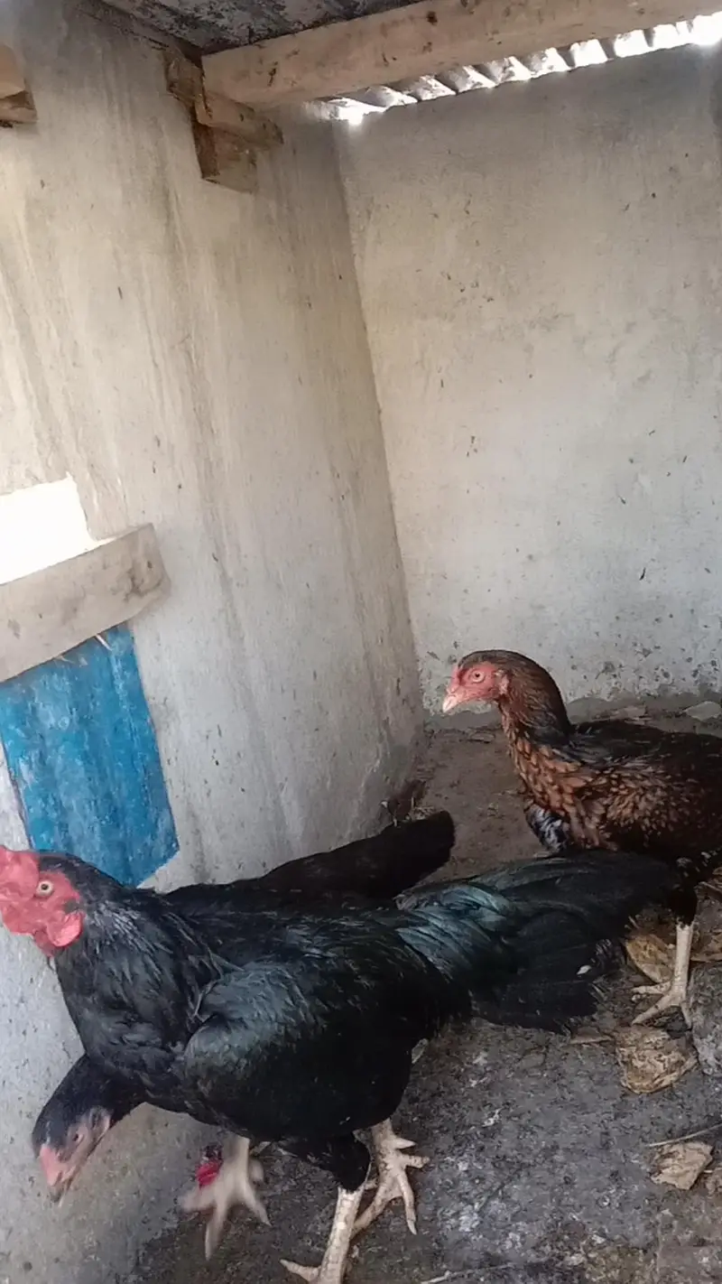 Two Pure Mushki Aseel and One titri For Sale — photo 8