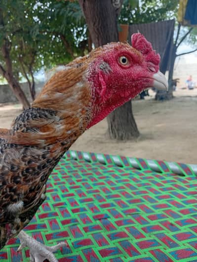 Aseel Sindhi Murgha For Sale
