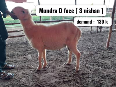 Mundra | chahtry| mundary nukra| Gulabi mundry | Bakra| sheep |breeder