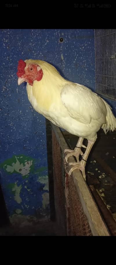Aseel Heera white Nok nalli white eyes