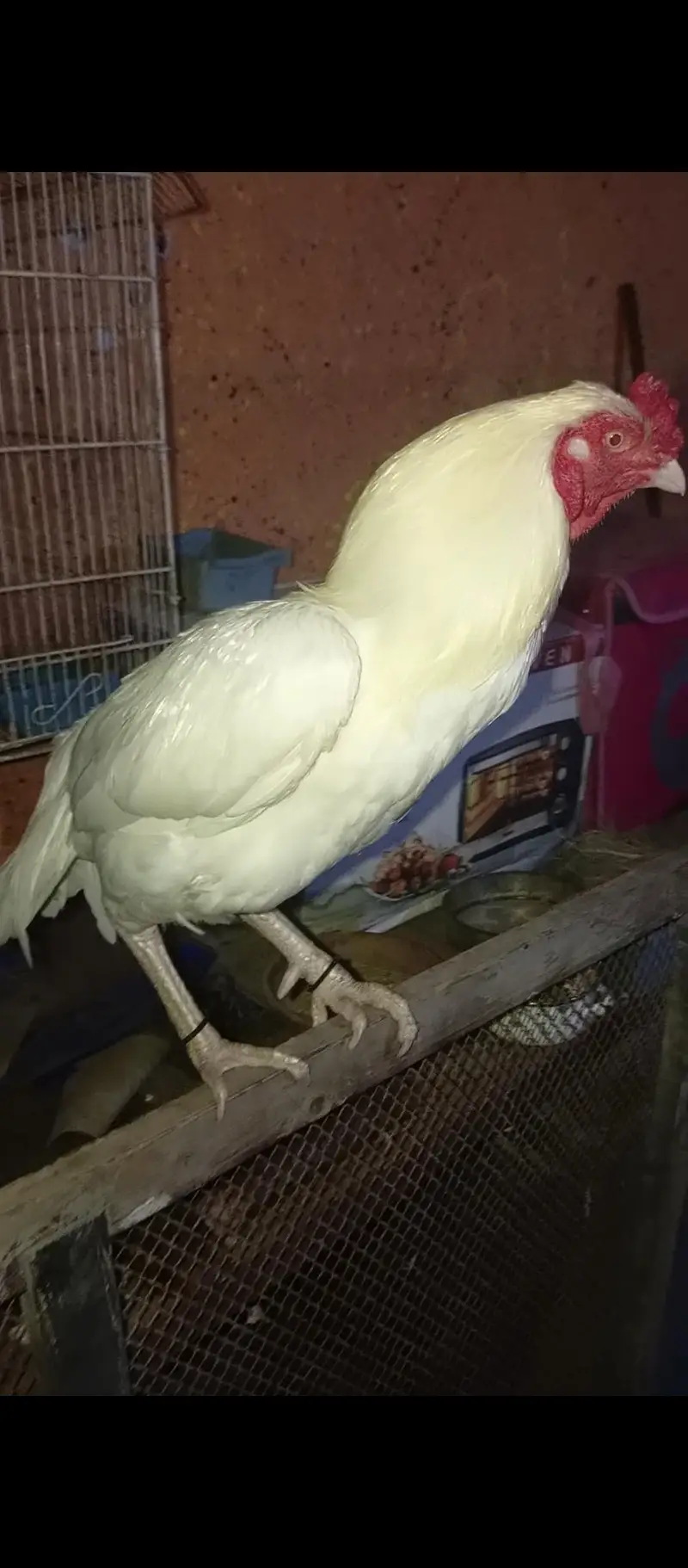 Aseel Heera white Nok nalli white eyes — photo 2